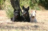 SCOTTISH TERRIER 246